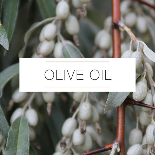 OLIVE OIL