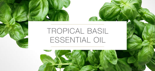 TROPICAL BASIL