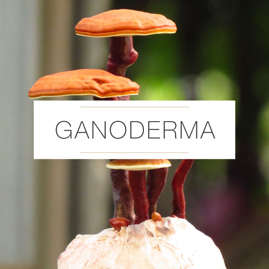 GANODERMA